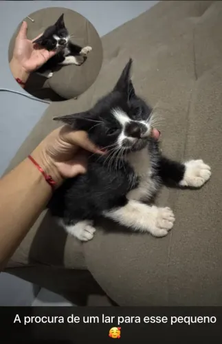 Gatinhos doação 