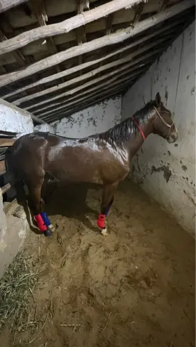 Vende-se potro mestiço QM