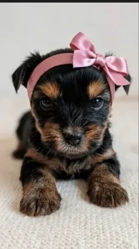 Yorkshire Mini Terrie Fêmea
