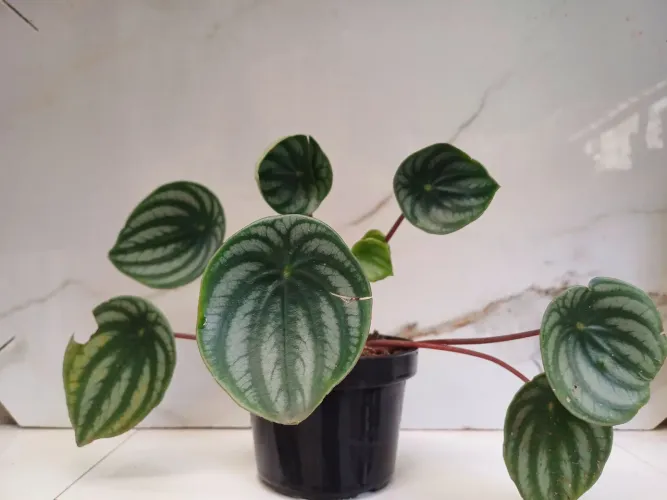 planta peperomia melancia