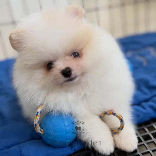 Spitz alemão macho CBKC