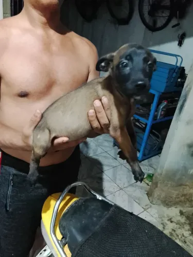 Filhote de pastor belga malinois 
