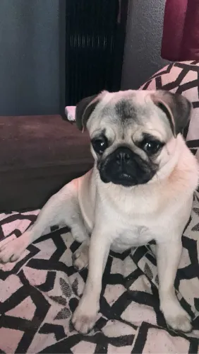 Cachorro Pug