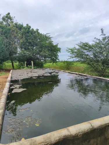 fazenda com 300 Hectares plantada  com água em todo cercada  com estrutura