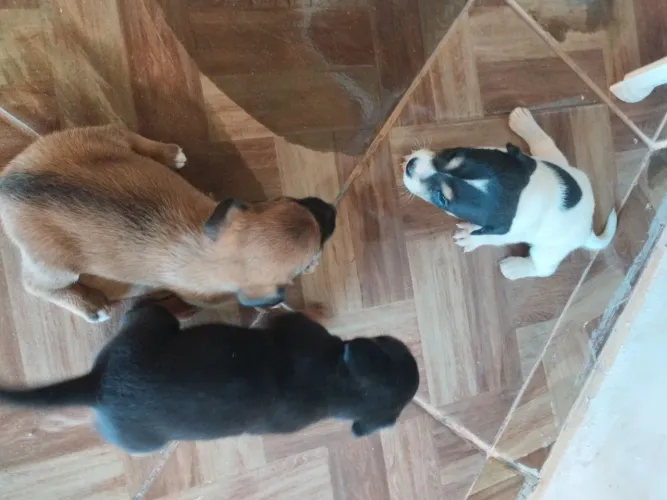 Cachorro pra doação 