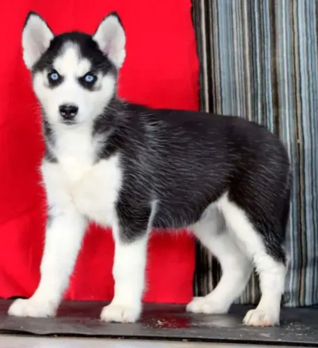 Quer um Husky Siberiano maravilhoso? Me chama no WhatsApp e veja os filhotes!