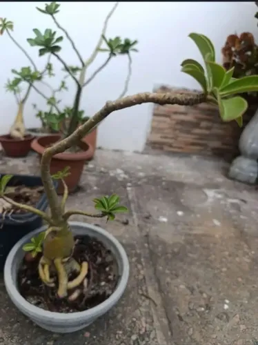 5 Rosas do deserto 