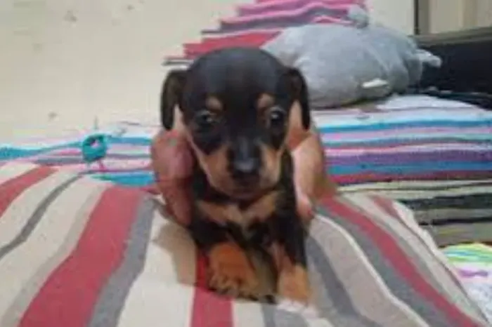 Pinscher barato disponível 