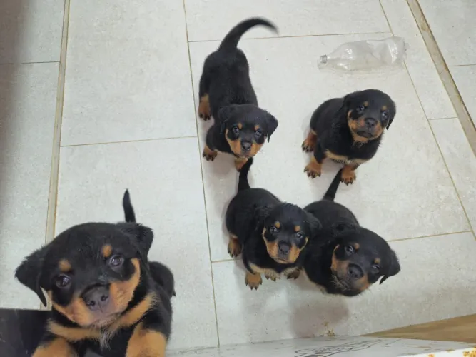 Vendo filhotes de Rottweiler com pedigree