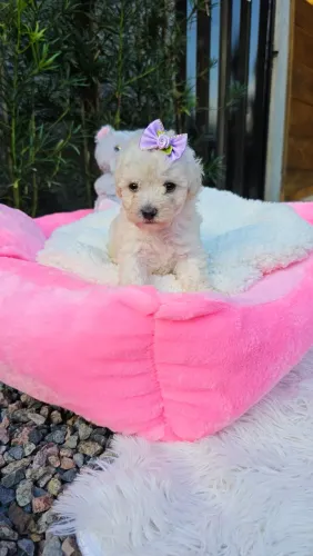 Poodle, fêmeas e machos brancos disponíveis. Criação legalizada. Em até 12x no cartão.