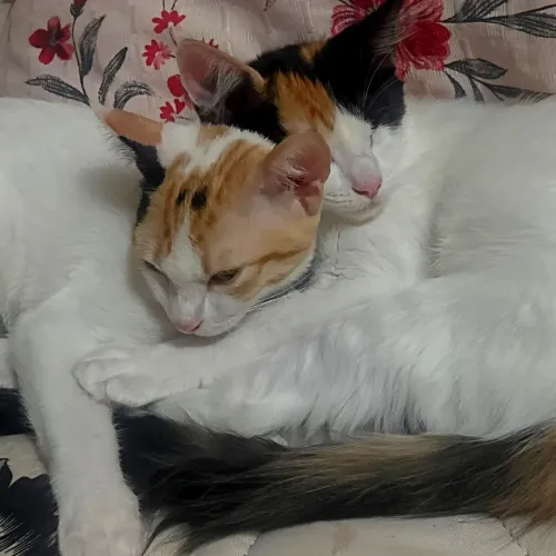 Adoção Responsável: Duas gatinhas filhotes (fêmeas, ~3 meses) - RJ (Consigo levar!)