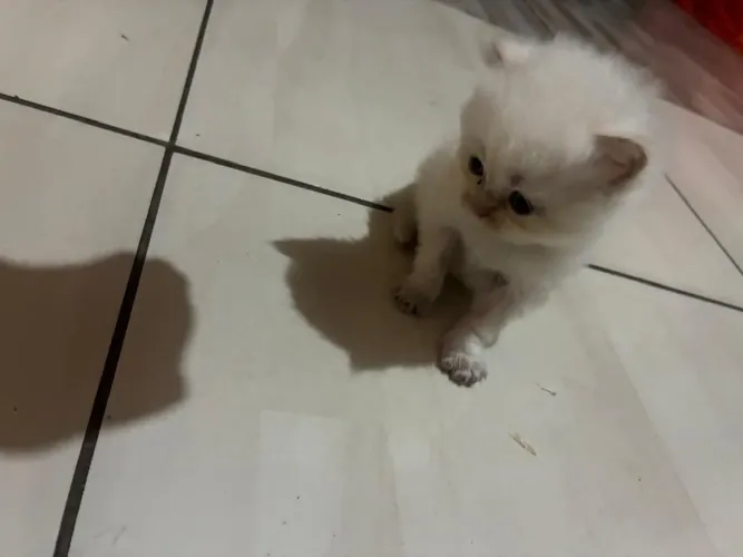 Gato persa