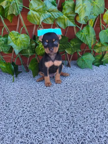 Pinscher filhote para quem busca companhia fiel