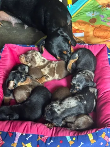 Daschund 