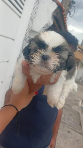 Filhote shih tzu, Prepare-se para uma explosão de fofura e carinho!