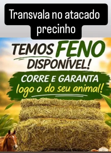 Feno de Transvala