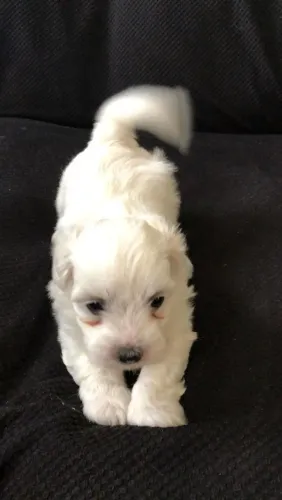 Maltês Um pet para quem ama boa companhia e amor