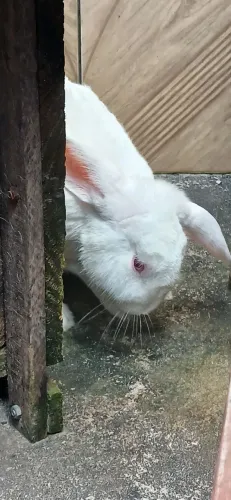 Coelho albino