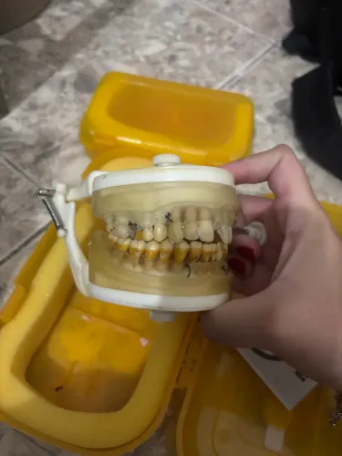 vendo manequim periodontia pronew