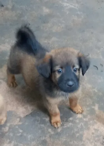Vendo filhotes de chow-chow mestiços 