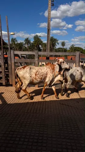 LOTE GIR LEITEIRO PO - 17 VACAS + TOURO PO + 11 BEZERROS - REGISTRADOS ABCZ.