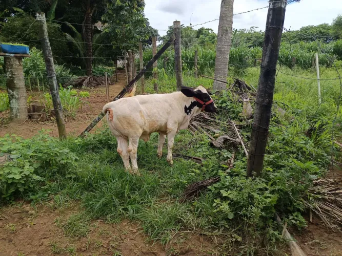 Mini vaca (Bezerra)
