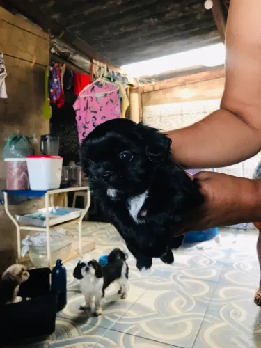 VENDE-SE CACHORROS SHITZU