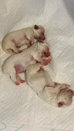 Cachorros maltês