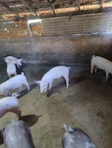 Leitões na faixa de 30kg bruto