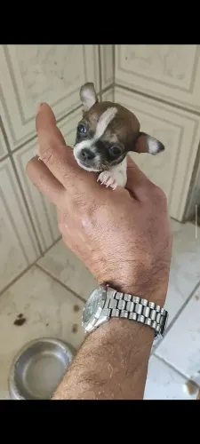 Pinscher micro