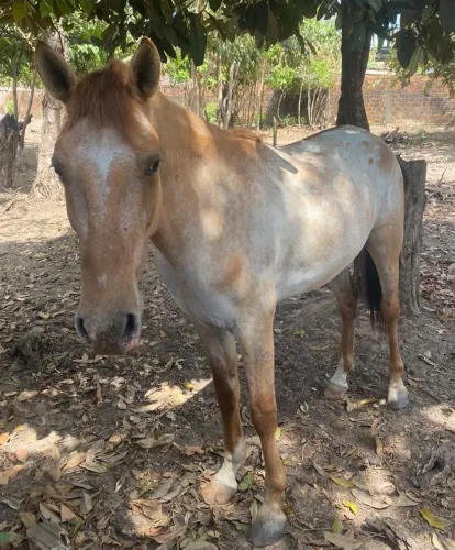 Vendo cavalos mestiços 