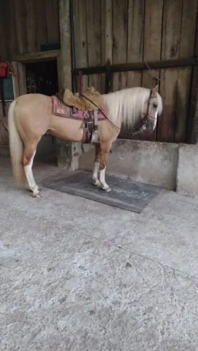 Cavalo crioulo documentado (Juca ruivo da recorrida)