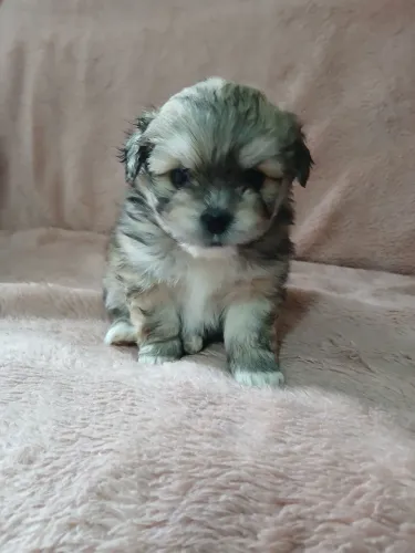 Filhote de Shih Tzu