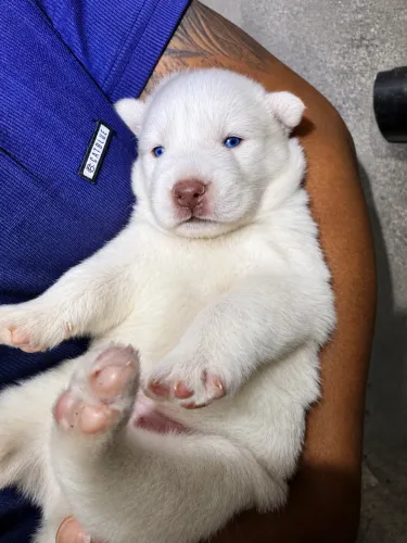 Filhote husky siberiano 