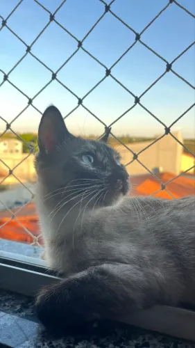 Gatinhos para adoção responsável?