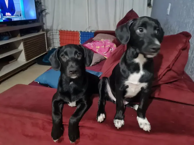 Estou doando três filhotes que foram resgatados 