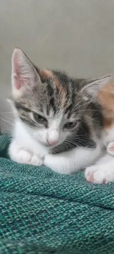 Gatinha Fêmea Para Adoção