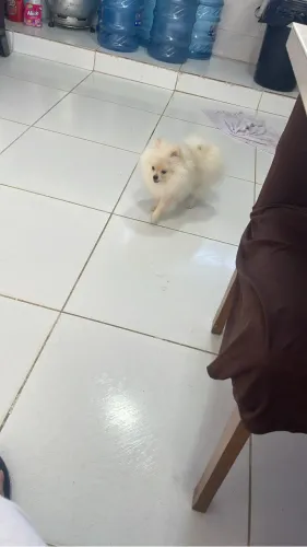 Venda de cachorro 