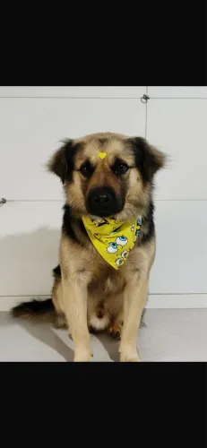 Cachorro dócil para doação