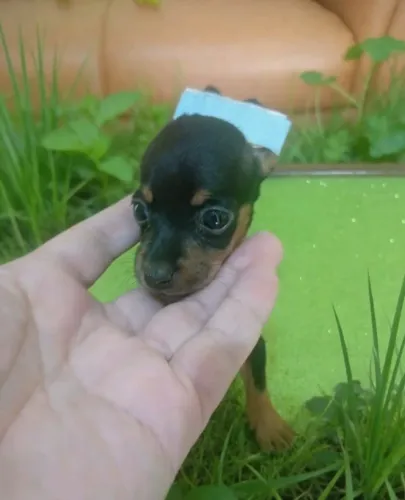 Filhote de Pinscher Macho Um Companheiro Leal para o Dia a Dia