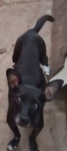 Cachorrinha pinscher fêmea adulta