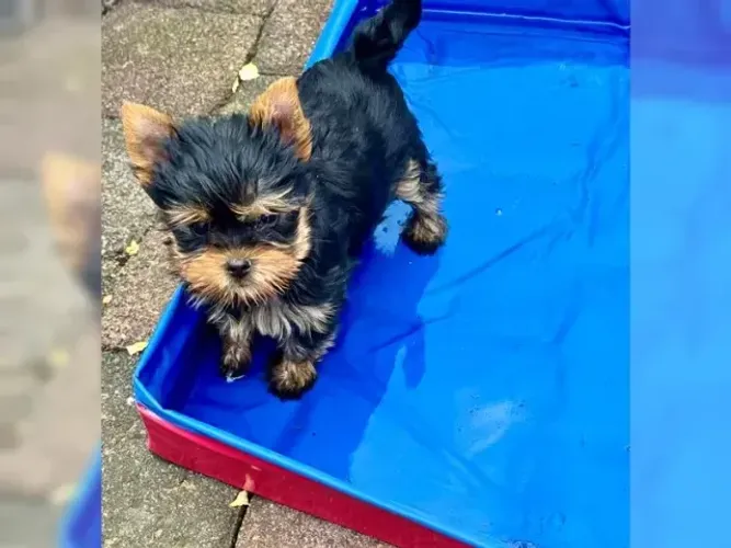 Filhote de cachorro linhagem especial Yorkshire/York