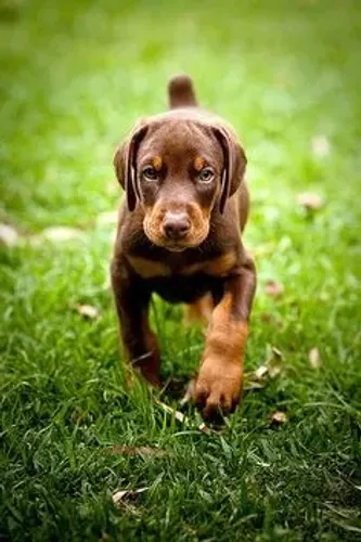 Doberman Machos e Femeas