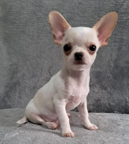 Chihuahua macho e fêmea com vacina importada 