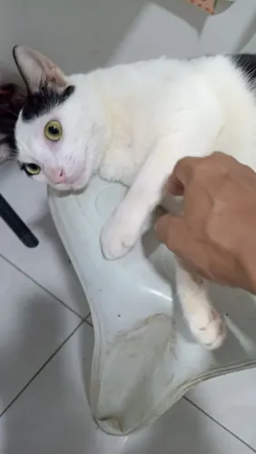 Gato macho castrado e dócil 