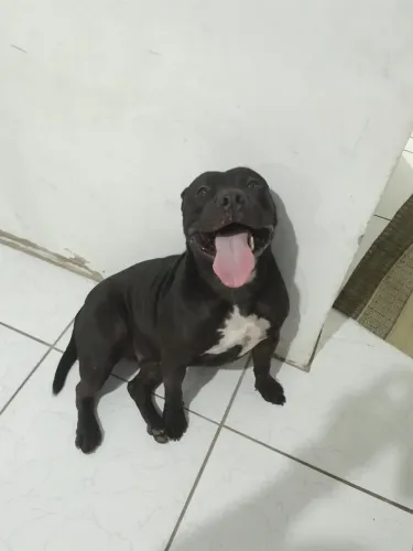 Filhote de pitmoster pra vender