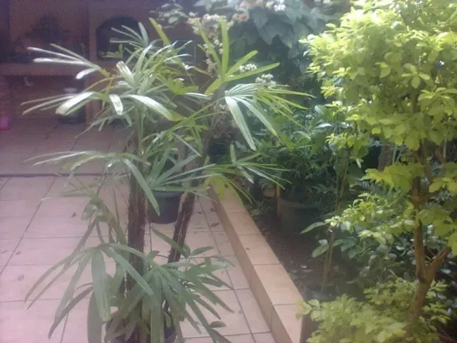 Vendo Mudas de Rafia - Guarulhos
