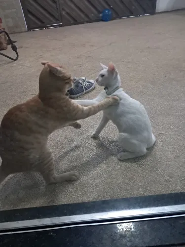 Doação de gato branco filhote