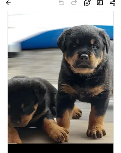 Rottweiler Filhotes Guardiões Absolutos.