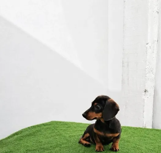 Filhotes Dachshund Salsicha Vacinados Puro Baixinhos Legítimo